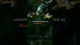 Parachuting Tree Frogs #shorts #animalfacts #wildlife