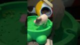 Pet Rats Go Pea Fishing For The First Time!