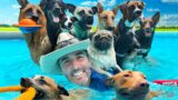 Rescue Dogs Have Best Day Ever Playing in World’s Biggest Dog Swimming Pool