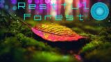 Restful Forest – Ambience for Unwinding and Relaxation Before Bed – Dreamscape