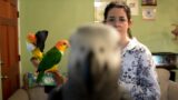 Return of Shreck | Live with Apollo the Talking Parrot