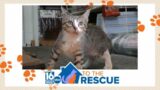 Rocky with Precious Paws and Friends | 16 To The Rescue