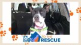 Roxy at Dessin Animal Shelter | 16 To The Rescue