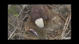 SWFL Eagles Nest: Dad to the rescue!