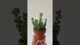 Sedum Burrito! #houseplants #indoorjungle #plants #sedum #cactiandsucculents #terracotta