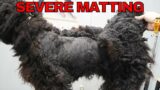 Severe Matting On A POODLE