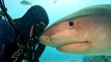 The Endless Friendship Between Man and Shark