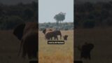 The No-Jump Wonders: Why Elephants Can't Jump!