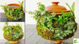 The Ultimate Guide To Stunning Moss Growth On Terracotta Pots/Make  Moss Covered Pots/ORGANIC GARDEN