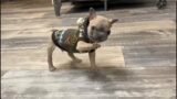 Tiny Frenchie talks "I love you" to his mother. Adorable puppy with skillful dance moves