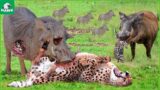 Tragic! Warthog Dominates The Forest Bravely Fight Leopard To Protect His Baby | Wild Animals