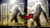 Trail Cam finally Captures Definitive Proof of Bigfoot Existence