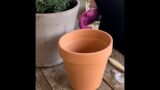 Transform Your Plain Clay Pot Into A Stunning Aged Terracotta Masterpiece!