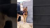 Troublemaker #dog #youtubeshorts #love #trending #viral #gsd #shorts