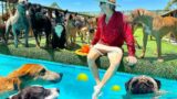 Twenty Rescue Dogs Enjoy Playing in Swimming Pool on Hot Day