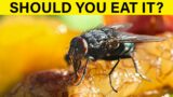 What Happens When A Fly Lands On Your Food