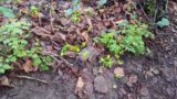 Winter Aconites