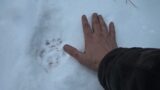 Wolve Tracks, Mountain Lion tracks you tell me