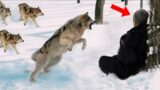 Wolves Surrounded The Wounded Guy, He Thought It Was The End, But The Incredible Happened…