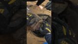 Young Rescuer Saves Entangled Seal #shorts