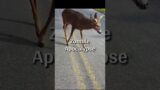 Zombies Deer Exist in Real Life | Reality of Zombie Deer Proofs?