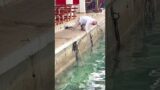 a surprising ending to the rescue operation #shorts #funny