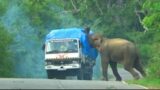 aggressive elephant on the road trouble maker #attack #wildlife #adventure