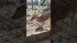 see this deer visiting this man daily #humanity #youtubeshorts #trending #trendingshorts #viral