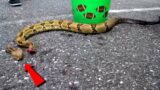 snake was broken into two pieces but still alive and attacked