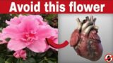 10 Most Dangerous And Poisonous Flower You Didn't Know Can Kill You