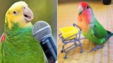 Smart And Funny Parrots Parrot Talking Videos Compilation (2024) – Cute Birds #8