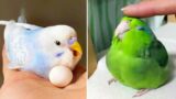 Smart And Funny Parrots Parrot Talking Videos Compilation (2024) – Cute Birds #9