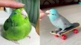 Smart And Funny Parrots Parrot Talking Videos Compilation (2024) – Cute Birds #12