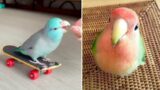 Smart And Funny Parrots Parrot Talking Videos Compilation (2024) – Cute Birds #13