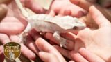 2- “Careful Crested Gecko” – 3ABN Kids Camp Critters & Creation