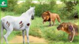 30 Tragic Moments! Wild Horses Were Injured By Lion Bites | Animal Fight