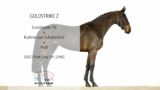 'Goldstrike Z' (v.Grandorado TN) || VSN Horses auction 7.0