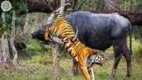 45 Tragic Moments! Angry Buffalo Herd Flick Tiger Into Air And What Happens Next? | Animal Attacks
