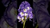 Aconite: The Deadly Beauty of Nature #shorts #aconite @Plants-World