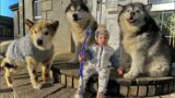 Adorable Baby Boy Protected By His Wolf Pack! (Cutest Ever!!)