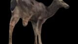Against All Odds: The Inspiring Tale of a 3-Legged Deer's Survival. Meet "tripod"