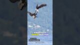 Bald eagles COURTSHIP CHOREOGRAPHY! || Bald eagles mating #baldeagles #wildshort #wildanimals
