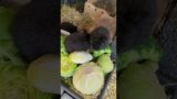 Bunny Baby's Milk Mission: Mom's Escape, Greens to the Rescue! #bunny #animals #cute #rabbit #shorts