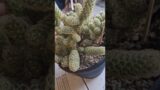Cacti Broken Pieces!