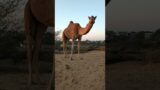 Camel on Sandy Dunes #beauty #beautifulscene #shorts #viral #trending