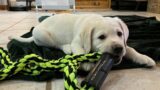 Chunky Lab Puppy DONNER Meets His Forever Family! #labrador #puppy #christmas #cutepuppies