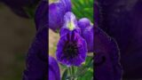 Did you know : Aconite world deadliest flower