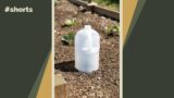 Don’t throw out your plastic containers! Here’s a great way to reuse them in your garden! #shorts
