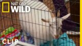 Dwarf goat filled with air gets deflated | Critter Fixers | Nat Geo Wild