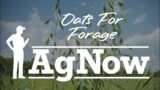 Emergency Forage to the Rescue: The Rapid Rise of Oats – AgNow Roundup – Feb. 1, 2024
